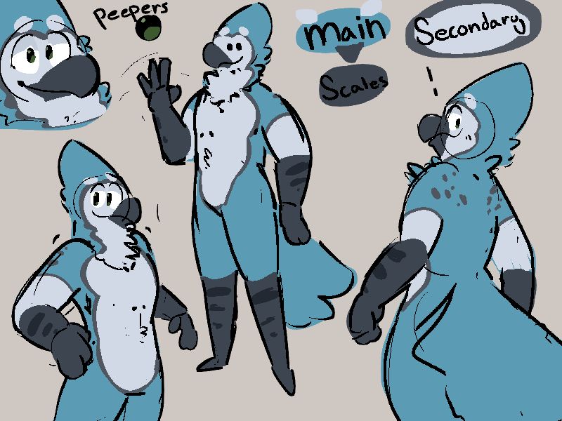 A reference sheet for an anthropomorphic blue jay with dull blue feathers everywhere but the off-white of his face, chest, belly, and inner thighs and the thin grey border between the two colours.