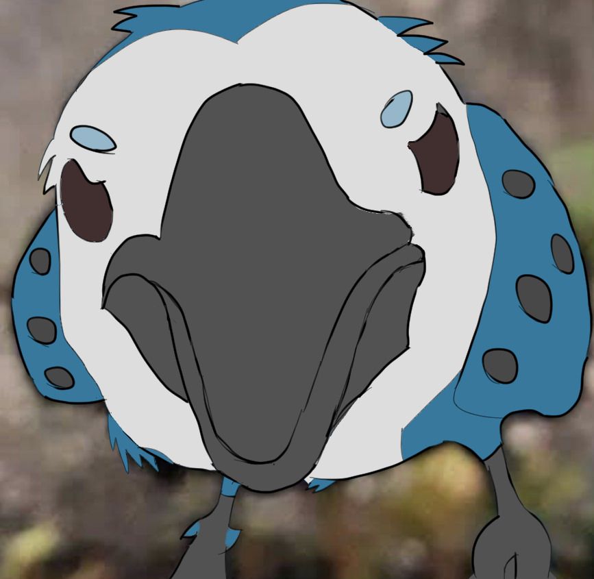 An angry looking front-facing blue jay staring deeply at the viewer.